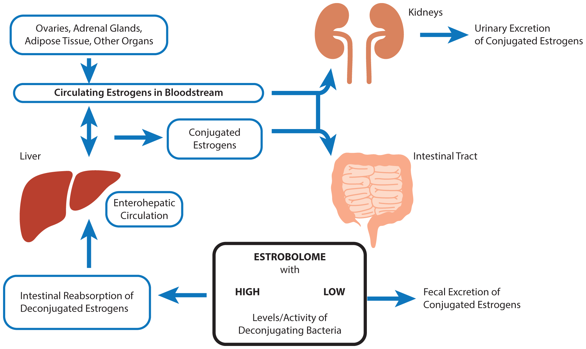 A visual of how the estrobolome works